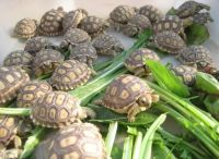 Sulcata, Spider, Star and Leopard Tortoise for Sale