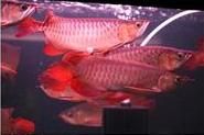 Asian Red Arowana Fish
