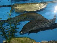 Arowanas, Arowana Fish For Sale