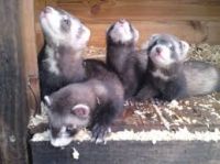 Parrot Bird Eggs, Parrots & Exotic Animals Ferrets For Sale