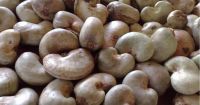 Dry Raw Cashew Nut For Sale And Export