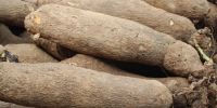 Fresh Yam Available For Sale And Export