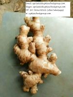 SELL FRESH GINGER