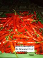 SELL FRESH RED CHILLI