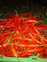 Sell Fresh Red Chilli - Good price - 84 988658328