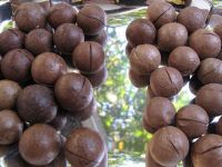 Macadamia Nut without and In Shell