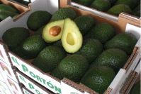 Quality Fresh Avocado ( Hass & Fuerte )