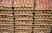 Farm Fresh chicken egg white and brown size for sale