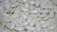 Pumpkin Seeds Best Quality, for sell