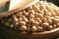 SOYBEAN without GMO