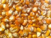 Yellow Corn, Feed Grade, Food Grade