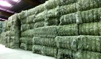 Alfalfa Hay /Lucerne hay