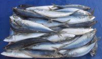 Frozen mackerel fish for sale