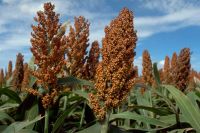 Sorghum