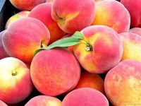 Fresh Peaches