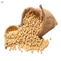 High Quality Soybean Wholesale