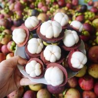 FRESH MANGOSTEEN/ FRESH FRUIT