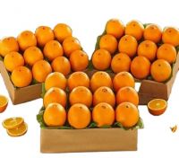 Quality Sale Navel Orange Sweet & Juicy Honey Oranges Fresh Oranges