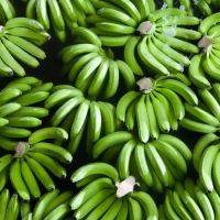 Premium Green Cavendish Banana