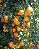 Fresh Spanish murcott mandarins- (From Egypt)