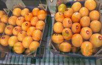 Fresh Spanish murcott mandarins from Egypt