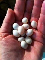 Fertile Birds Eggs