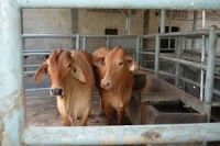 Live Cattles, Live Boer goats, mutton, 
