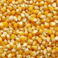 yellow corn, white corn, Basmati rice, Sorghum, millet, 