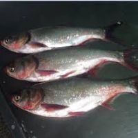 Bighead carp fish, Fresh trout, Catfish, Bream, Smelt, Baltic herring, bighead carp, silver carp, cod