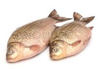 Crucian carp