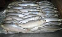 frozen Milkfish