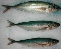 Chilean jack mackerel