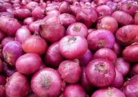 Onion 600 USD per Tonne