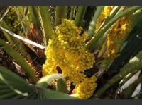 Pollen grains palm for sale