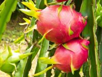 High quality Fresh Dragon Fruit from Vietnam