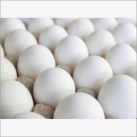 White Shell Chicken Fresh Table Eggs