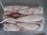Whole Round Frozen Loligo Squid