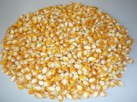 Non-GMO Sweet Yellow Corn Seeds