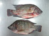 Whole Frozen Red Tilapia Fish