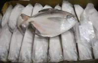 Frozen Whole Round Black & Silver Pomfret Fish