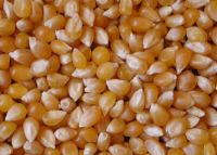 Sell Yellow Corn & Pop Corn Seed Kernels