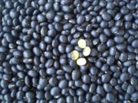 Black Soybean With Yellow Kernels