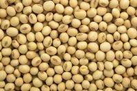 Non-GMO Soybean Grade 1&2