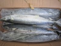 Frozen  Spanish mackerel