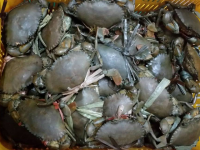 Live & Frozen Mud Crab