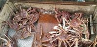 Norwegian Live King Crab For Sale