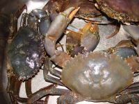 Mud Crabs For Sale