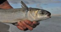 Frozen grey mullet fish For Sale