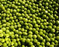 High quality Popular sale frozen green peas brands For Sale