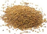 High Quality Alfalfa Seeds For Sale